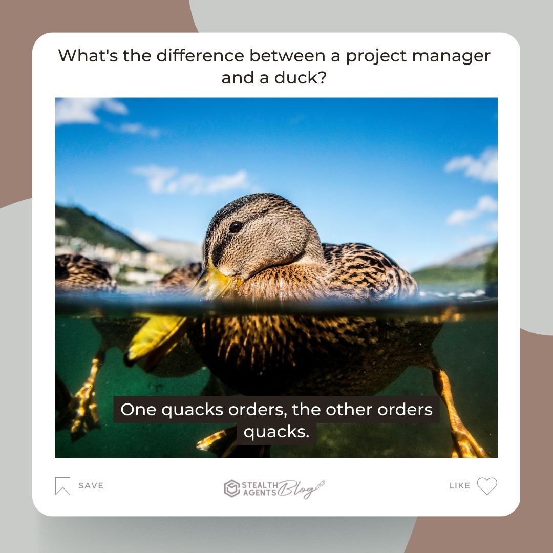 What's the difference between a project manager and a duck? One quacks orders, the other orders quacks.